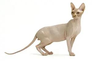Cat - Sphinx