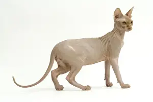 Bald Prints: Cat - Sphinx