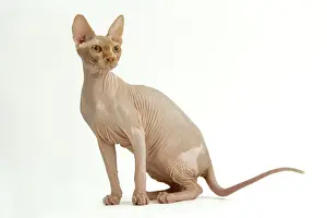 Cat - Sphinx