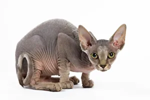 Bizarre Collection: Cat - Sphinx kitten - 4 months old