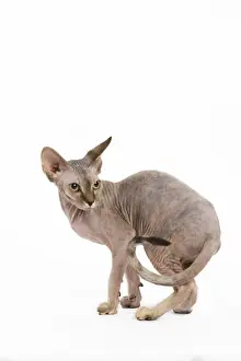 Cat - Sphinx kitten - 4 months old