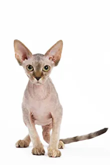 Bizarre Collection: Cat - Sphinx kitten - 4 months old