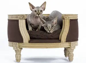 Cat - Sphinx kitten - 4 months old