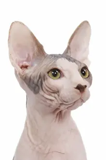 Cat Prints: Cat - Sphinx in studio