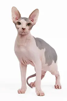 Cat - Sphinx in studio