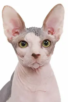 Eyes Prints: Cat - Sphinx in studio