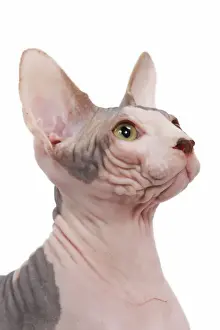 Bald Prints: Cat - Sphinx in studio