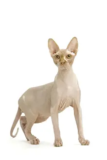 Cat- Sphinx in studio