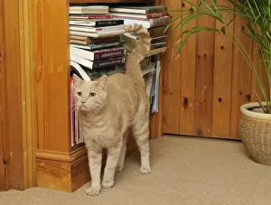 CAT. spraying urine, marking