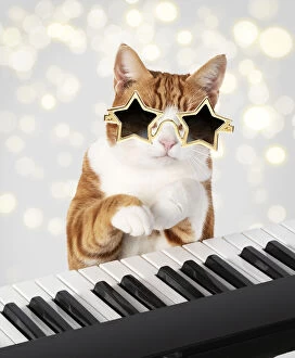 Images Dated 31st March 2020: Cat star sunglasses on sitting at a piano / keyboard