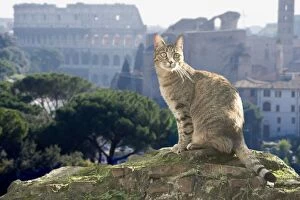 Images Dated 29th October 2005: Cat - on stone wall - Rome - Italy