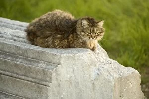 Images Dated 29th October 2005: Cat - on stone wall - Rome - Italy