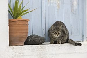 Images Dated 10th April 2012: Cat - Stray