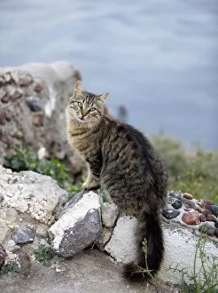 Images Dated 10th April 2012: Cat - stray