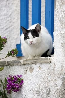 Images Dated 10th April 2012: Cat - Stray