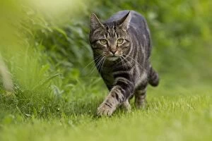 Images Dated 15th July 2012: Cat - Tabby