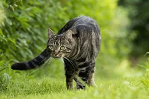 Images Dated 15th July 2012: Cat - Tabby