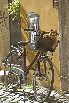 Bicycles Prints: Cat - Tabby in bicycle basket - Trastevere - Rome - Italy