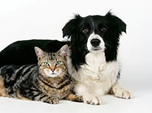 CAT - Tabby with Border Collie