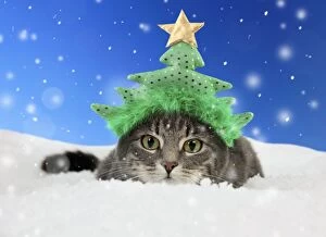 CAT - Tabby Cat