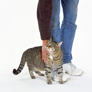 Affectionate Gallery: CAT - Tabby cat being affectionate