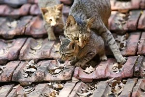 Cat - Tabby Cat carrying kitten on tile roof