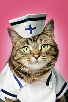 Images Dated 22nd July 2007: CAT. Tabby cat dressed as nurse