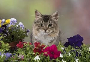 Images Dated 12th June 2014: Cat Tabby cat with flowers