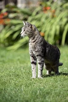 CAT - Tabby cat in garden