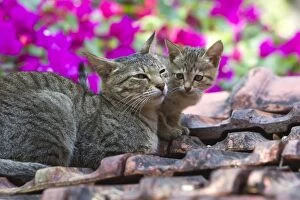 Cat - Tabby Cat with kitten on tile roof
