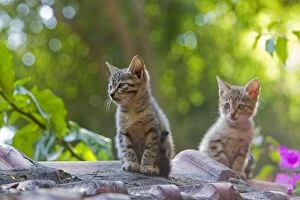 Cat - Tabby Cat kittens on tile roof