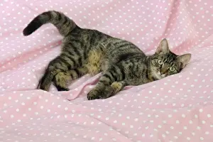 On Bed Prints: CAT. Tabby cat laying down