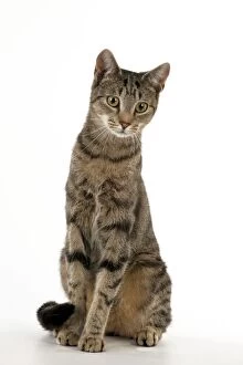 CAT - Tabby cat sitting
