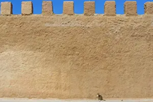 North Africa Prints: Cat - tabby cat sitting by large wall - Morocco