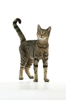 5 Gallery: CAT - Tabby cat standing