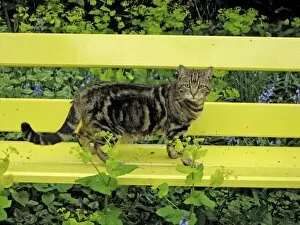 Images Dated 9th May 2006: Cat - Tabby Cat - standing on yellow bench