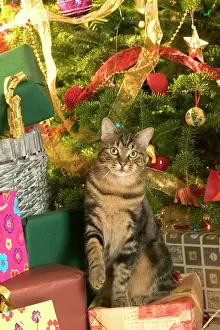 Tabby Prints: Cat - Tabby cat surrounded by presents & Christmas tree