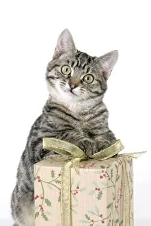 Images Dated 28th December 2008: Cat - Tabby with Christmas gift