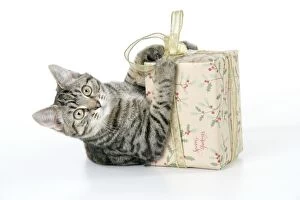 Images Dated 28th December 2008: Cat - Tabby with Christmas gift