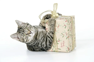 Images Dated 28th December 2008: Cat - Tabby with Christmas gift