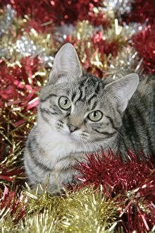 Cat - Tabby in Christmas tinsel