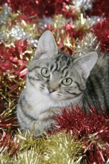 Images Dated 28th December 2008: Cat - Tabby in Christmas tinsel