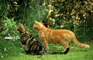 Images Dated 19th September 2007: Cat - Tabby & Ginger friends watching