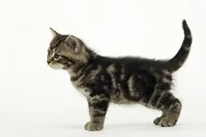 CAT - Tabby Kiten