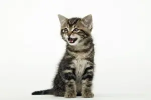 CAT - Tabby Kiten