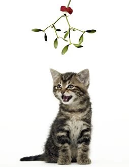 CAT - Tabby Kiten under Mistletoe
