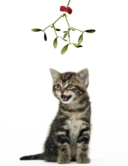 CAT - tabby kitten under mistletoe