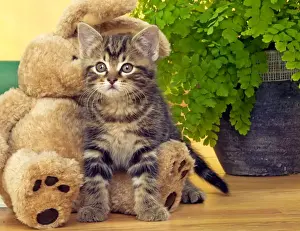 CAT - Tabby Kiten with teddy bear