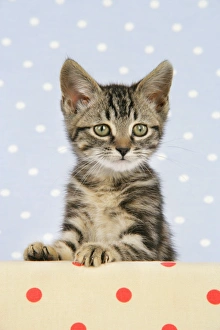 <b class=qtipBold><figcaption>Cat - Tabby kitten</figcaption></b><br>JD-19970 Cat - Tabby kitten John Daniels Please note that prints are for personal display purposes only and may not be reproduced in any way. contat: prints@ardea<br><em>© John Daniels/ardea.com</em> Cat - Tabby kitten