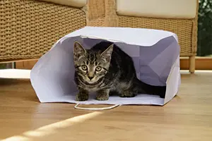 Paper Prints: CAT. Tabby kitten 17 weeks old, laying in a paper carrier bag